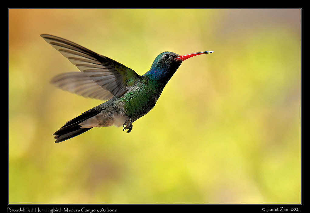 broad_billed_hummingbird_JZ1_6800a[1]